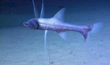 Трёхногая рыбка