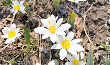 Сангвинария. Кровавый корень индейцев