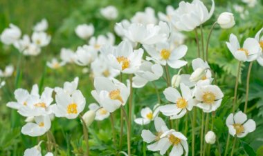 Первые Весенние Цветы