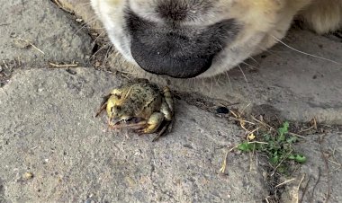 Знакомство. Сеня, не наступи