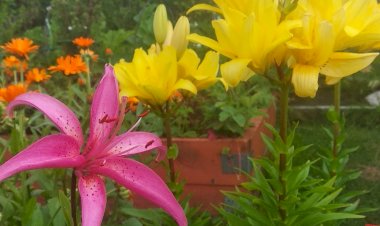 позитивный летний ролик