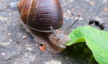 Улитка и муравьи)