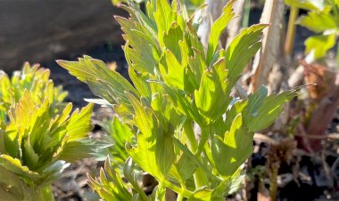 Любисток, он же - зимний сельдерей. Афродизиак с грядки и просто вкусная зелень