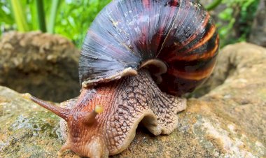 Улитка и Покрышка