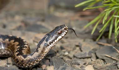 Змея греется на солнышке)