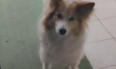 Милая собака терпеливо ждет хозяйку на улице