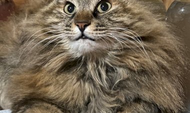 Философическое. От курбобихи