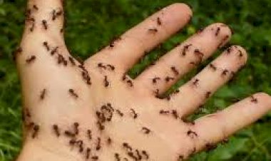 Муравьи атакуют наш сад и огород. Видео - вопрос