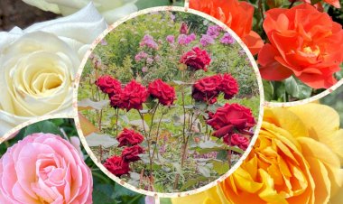 Роза плохо пережила зиму. Чем обработать кусты для спасения розария, а какие розы вообще не нуждаются в уходе