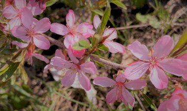 Кузбасс ждёт теплую погоду! Готов зацвести миндаль, природа буквально замерла в ожидании тепла