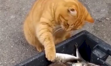 Находчивые рыжики