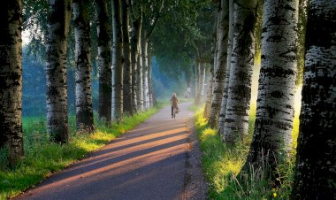 Мечта о Лесе. Часть 2