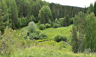 Мечта о Лесе. Часть 4