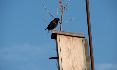 Кормление малышей