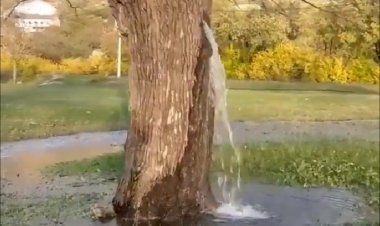 Дерево-родник