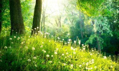 Мечта о Лесе. Часть 5