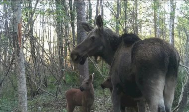 Лоси под Петербургом