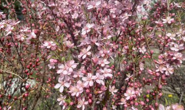 Миндаль. В характере этого красавца цвести непременно в ветреную погоду