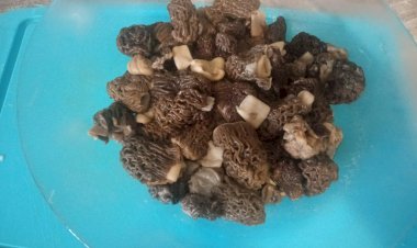 Как приготовить сморчки с картофелем