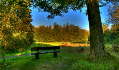 Мечта о Лесе. Часть 7