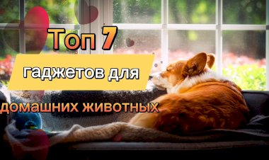 Топ 7 гаджетов для  домашних животных