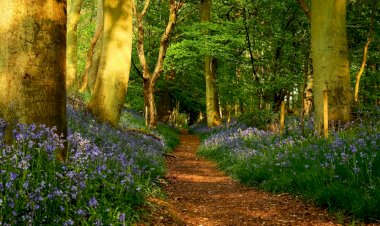 Мечта о Лесе. Часть 8