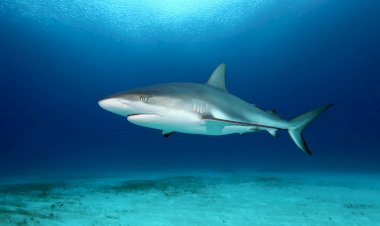 Может ли в Крыму напасть акула? Кого стоит опасаться в Черном море
