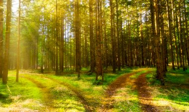 Мечта о Лесе. Часть 9