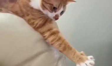 Потешные котики