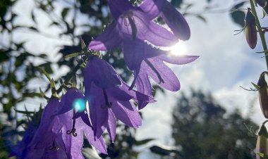 Только не говорите шмелям, что они летать не могут! Видео-коротышка из жизни шмеля