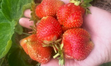 Вы забыли? Я напомню! Долгоносик на клубнике