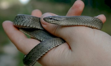 Две Медяночки