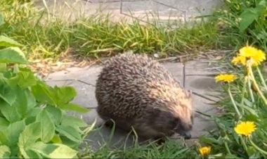 В гости пришёл ёжик