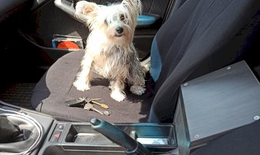 Собака счастлива и плевать, что ламинат испорчен