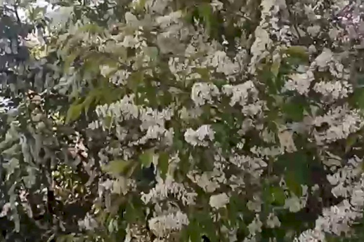 Весенне-летний блог 2 который молчаливым не получился
