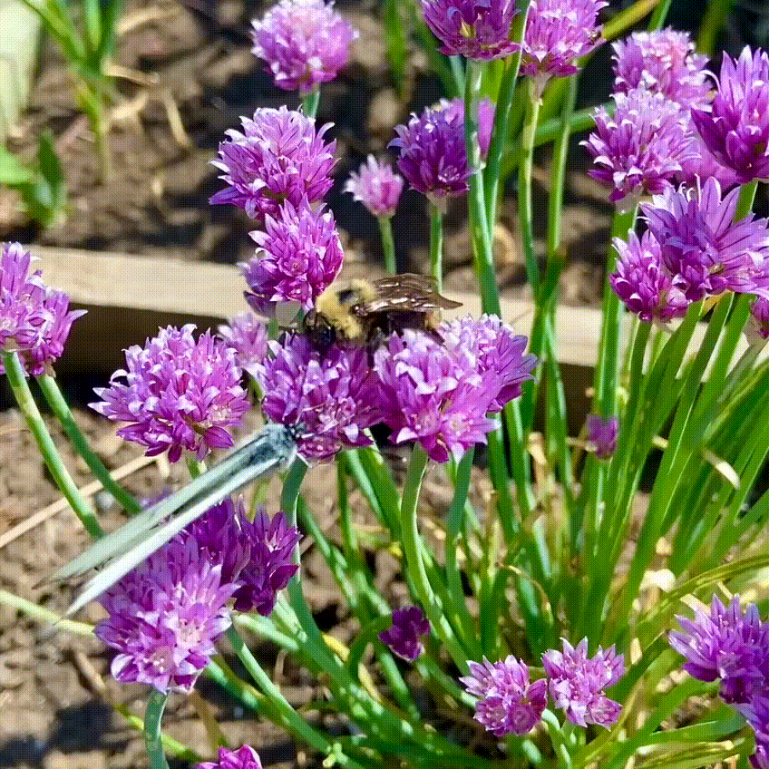 Лук. Шнитт-лук. Хорош на грядке и на подоконнике. Самый первый после таяния снега