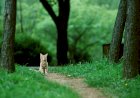 Кошка на дорожке)