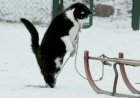Как кот Жмурик первый раз на санках катался
