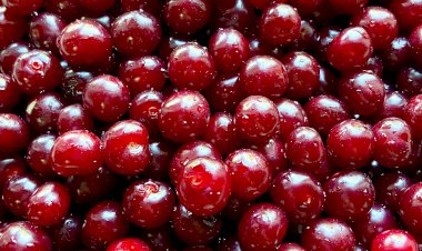 Вишня Маяк. Сплошные плюсы, но...