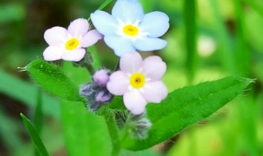 Ежик среди одуванчиков и незабудок