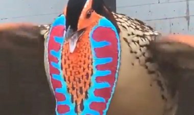 А ещё я галстук есть умею!