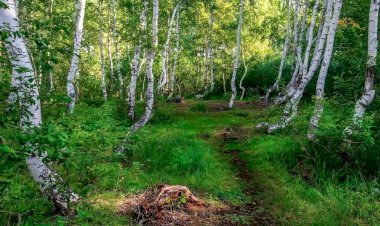 Проклятие Священной рощи
