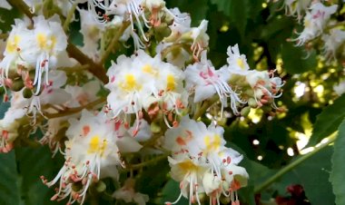 Каштан над городом цветет)