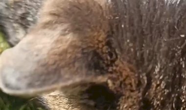 А вы знали о такой особенности кошек