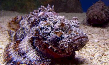 Какие рыбы считаются самыми опасными на планете?