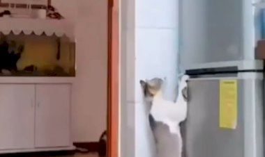 Кошки и сокровища "пещеры Алладина"