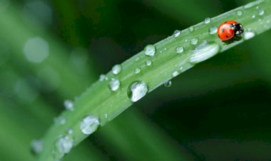 Летний дождь