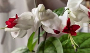 4 фазы цветения Клеродендрума Томсона