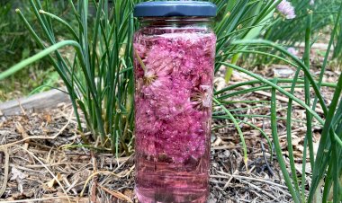 Уксус из шнитт-лука для вкусных салатиков! Меняем лимонный сок на розовый уксус