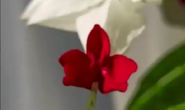 Клеродендрум Томсона цветет 7 месяцев в году